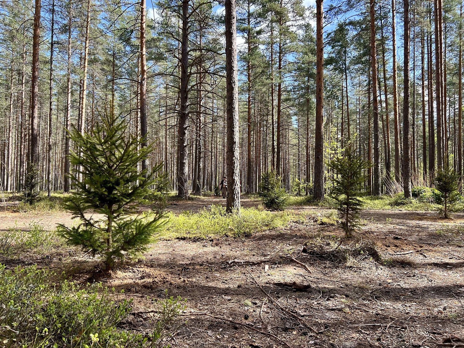 Эко-весна в Эльба Мебель