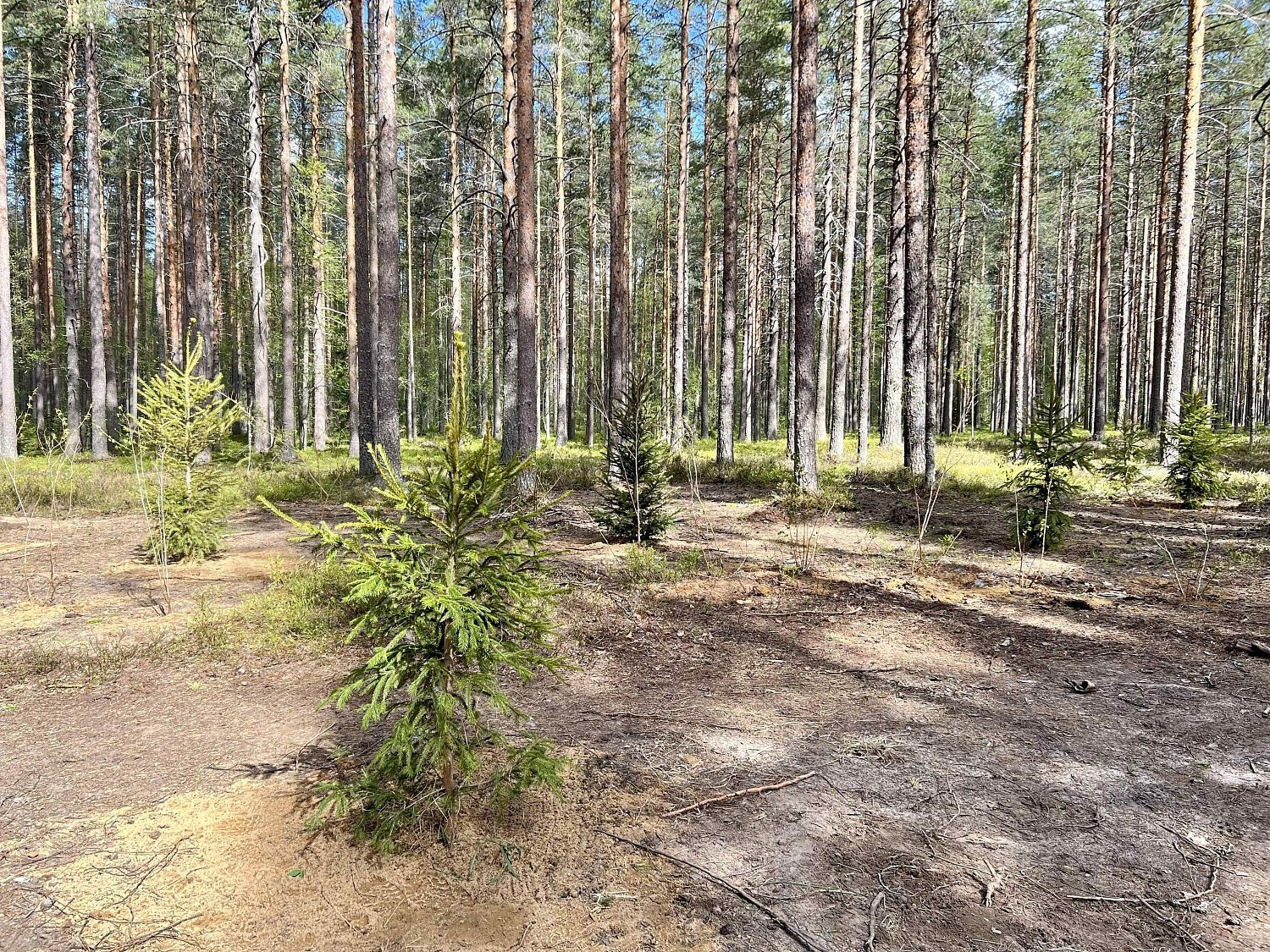 Эко-весна в Эльба Мебель